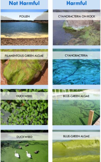 Is it safe to swim? Blue-green algae: How to reduce the risks to humans ...