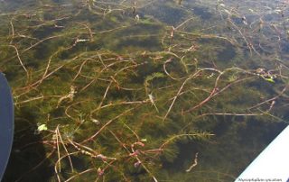 EWM growing in lake