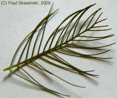 Eurasian water-milfoil leaf