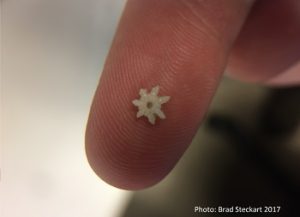 starry stonewort bulbil