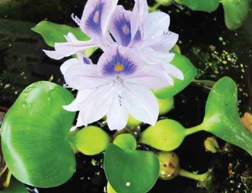 Water Hyacinth No More! Invasive Species Removal Success