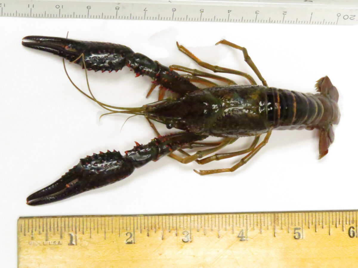 Ais Spotlight - Red Swamp Crayfish