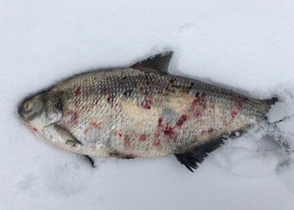 A fish covered in blood-red splotches lays on snow.