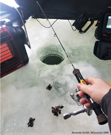 Person holds ice fishing pole with the line in the water. Laying on the ice near the hole are three clusters of quagga mussels.