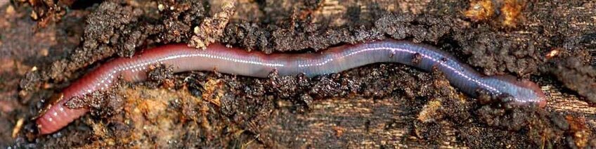 A Surprising Invasive: Earthworms!
