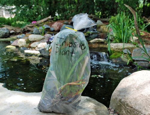 Fall Water Garden Clean Up to Keep Our Lakes Healthy