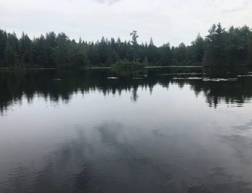 Women are leading the charge in the Eurasian watermilfoil treatment on Big Lake, Shawano County