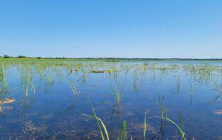 View across a shallow, plant-filled area of Lake Winnebago under a bright blue sky, with emergent aquatic vegetation visible throughout the water.