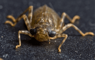 Close frontal view of a brown dragonfly larva (nymph) with large eyes and six legs.