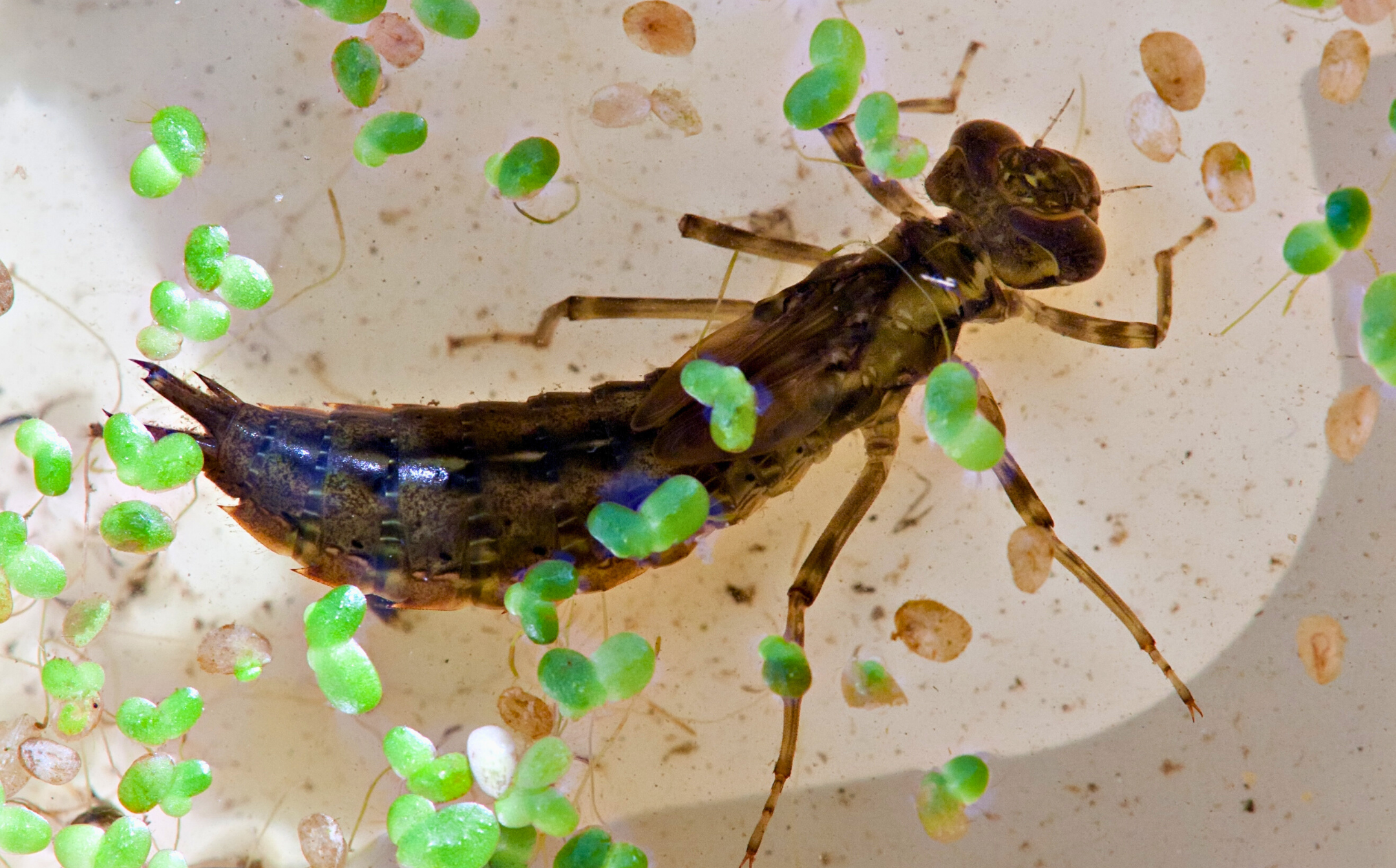 Top view of a dragonfly nymph among green duckweed in a white tray