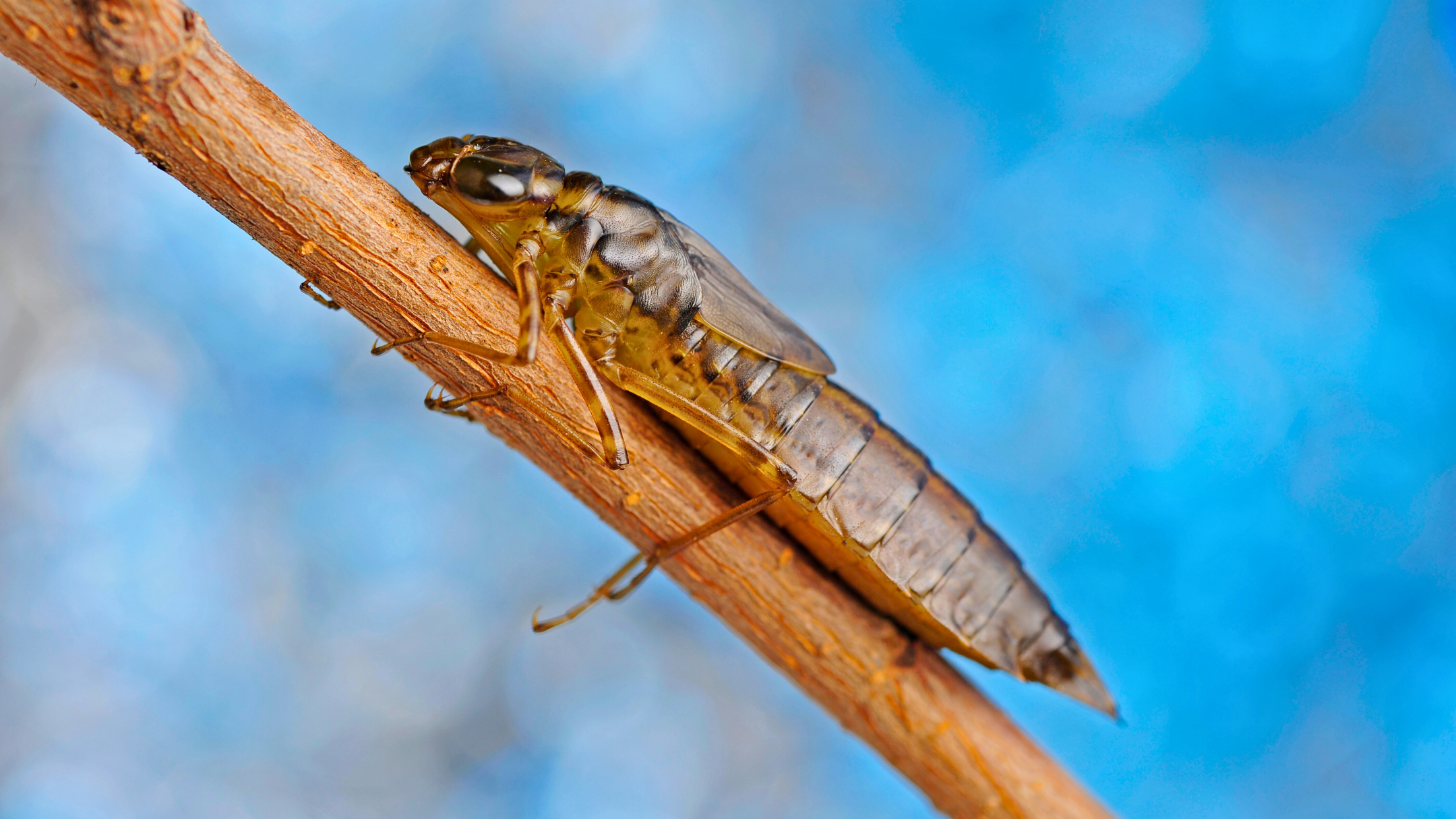 Side view of a dragonfly nymph shell on a twig against a soft blue background.