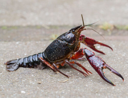 DNR Crayfish Case Nets First Criminal Convictions Under Wis. Invasive Species Law