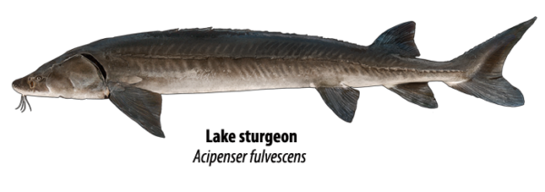 Species Spotlight: Lake Sturgeon