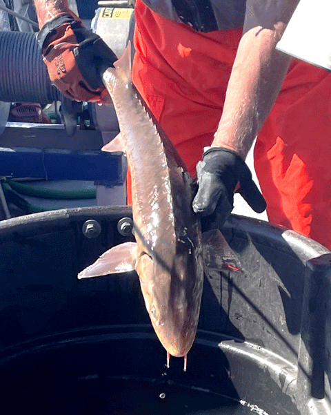 Juvenile Lake Sturgeon