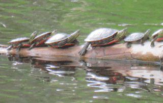 A line of painted turtles basking on a sunlit log in calm, green water