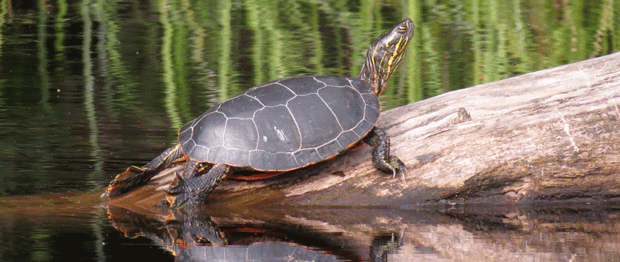 Species Spotlight: Painted Turtle