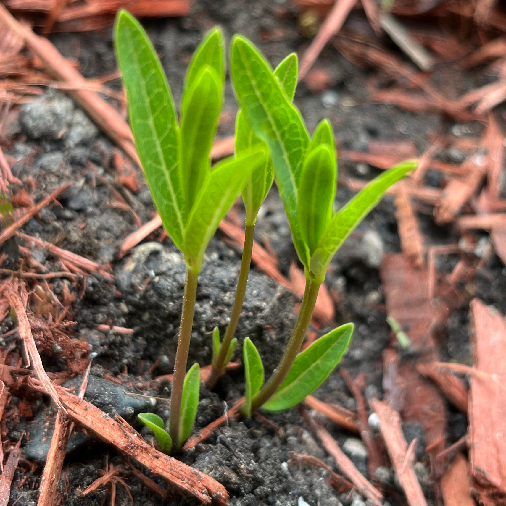 Several young swamp milkweed seedlings with bright green leaves emerging from dark soil and mulch in a garden bed.