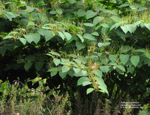 Japanese Knotweed and our Rivers