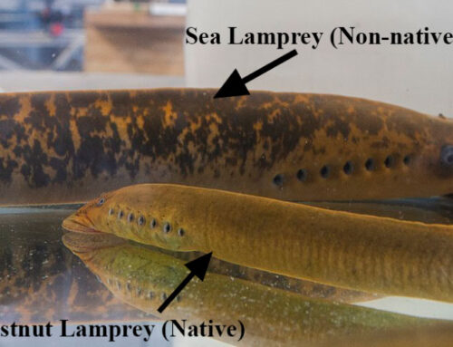 Surely a Sea Lamprey….right?