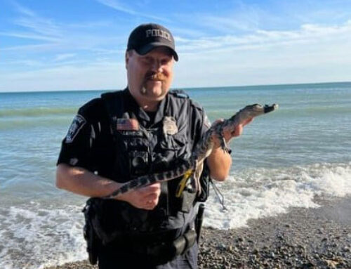 Alligator Found on Lake Michigan Beach