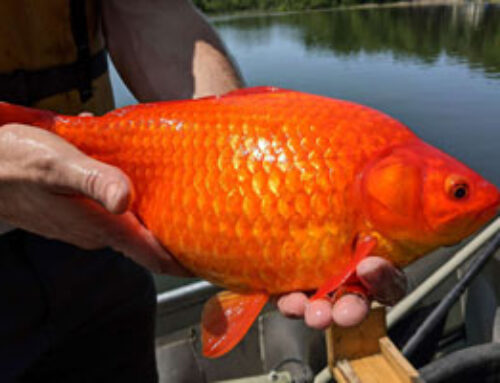 Once They Were Pets. Now Giant Goldfish Are Menacing the Great Lakes.