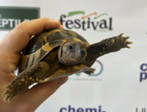 400+ Exotic Pets Rehomed, Mitigating Potential Releases Into Waterways