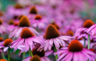 purple coneflower