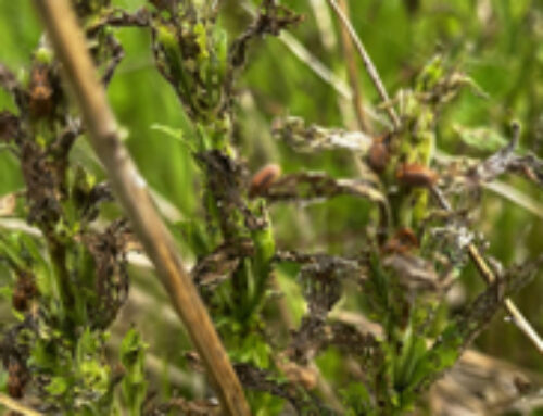 Biocontrol Beetles Help Bump Invasive Plant