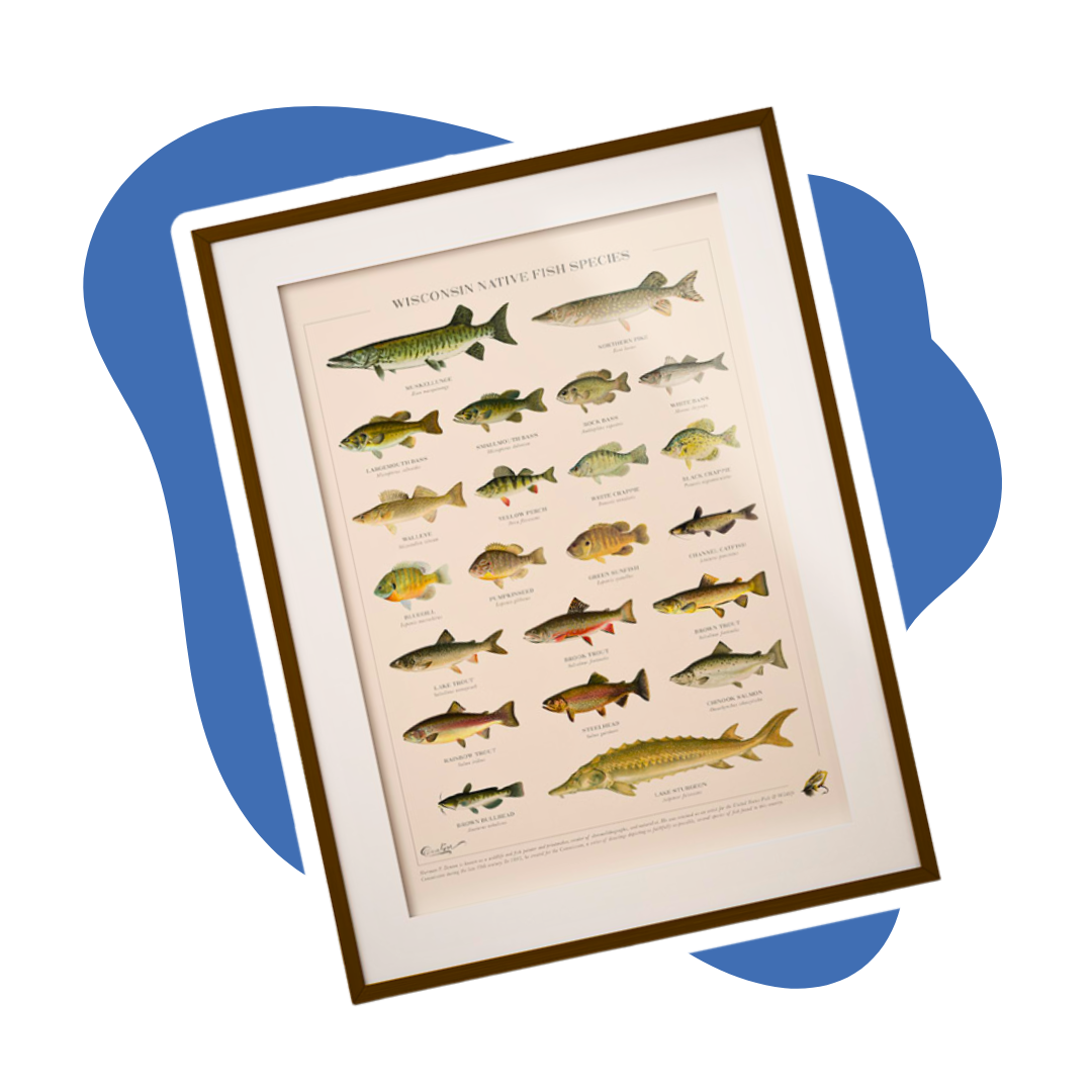 a wisconsin native species fish poster