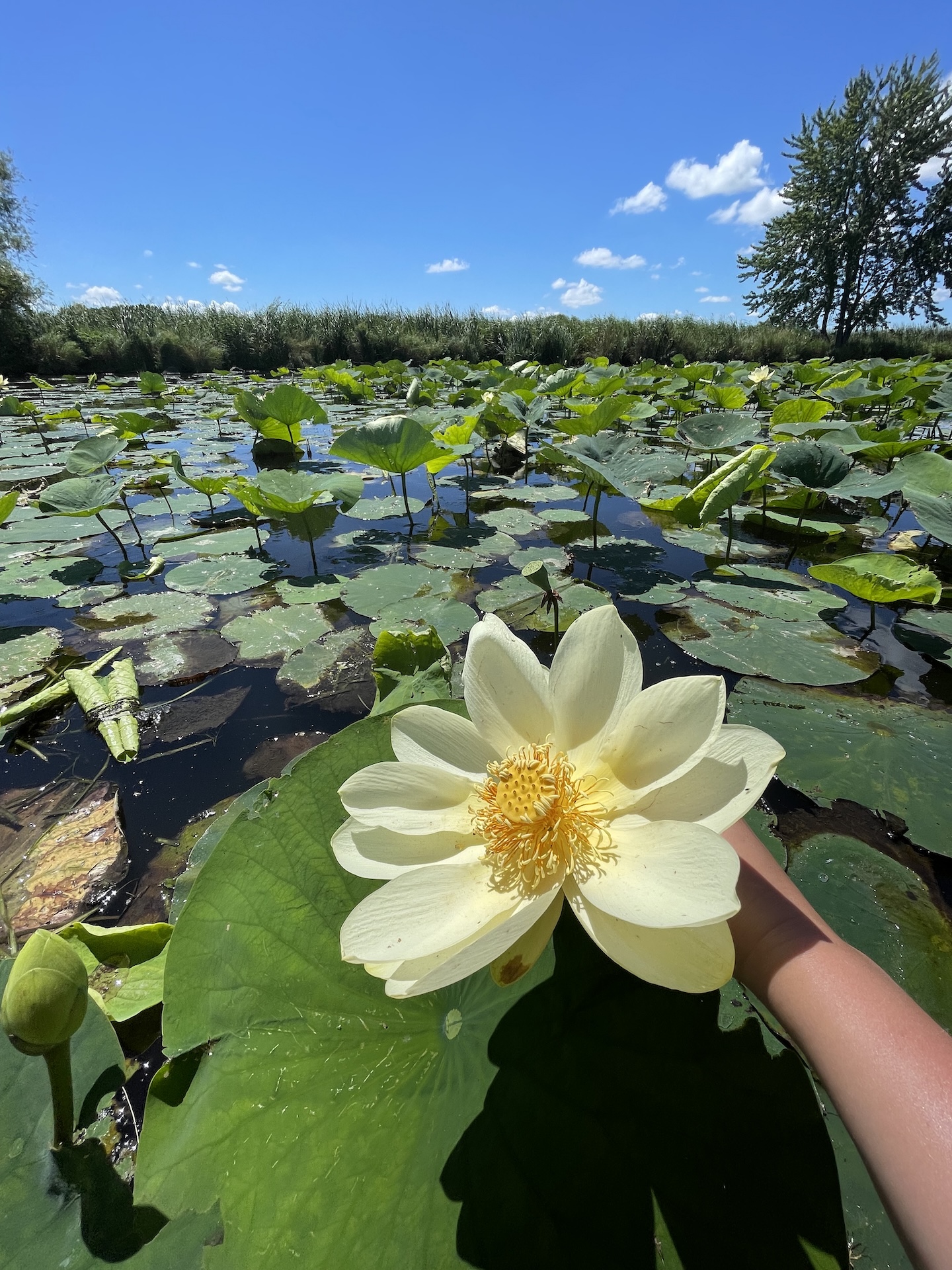 Close-up of a hand holding an open yellow lotus flower above large lily pads on a sunny day at Lake Winnebago, with a blue sky and cattails in the background.