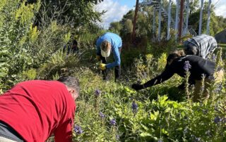 Volunteers kneel among native plants and tall grasses while weeding during a shoreline restoration event at a park with a metal staircase structure in the background.