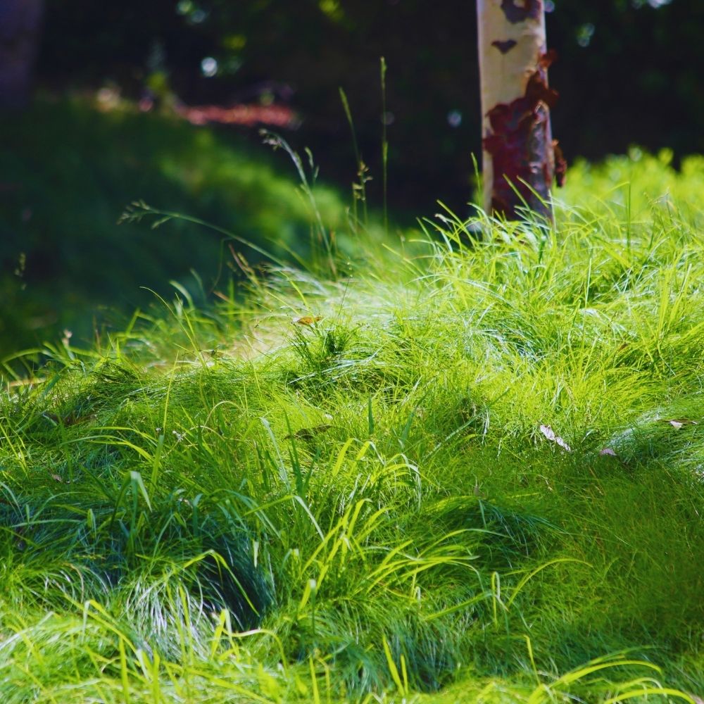 Tall, unmown grass thriving in a yard during No Mow May