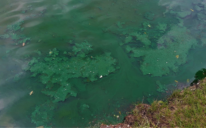 Thick green surface scum of a cyanobacteria bloom along the shoreline, with paint-like swirls and matted patches near the edge of the water