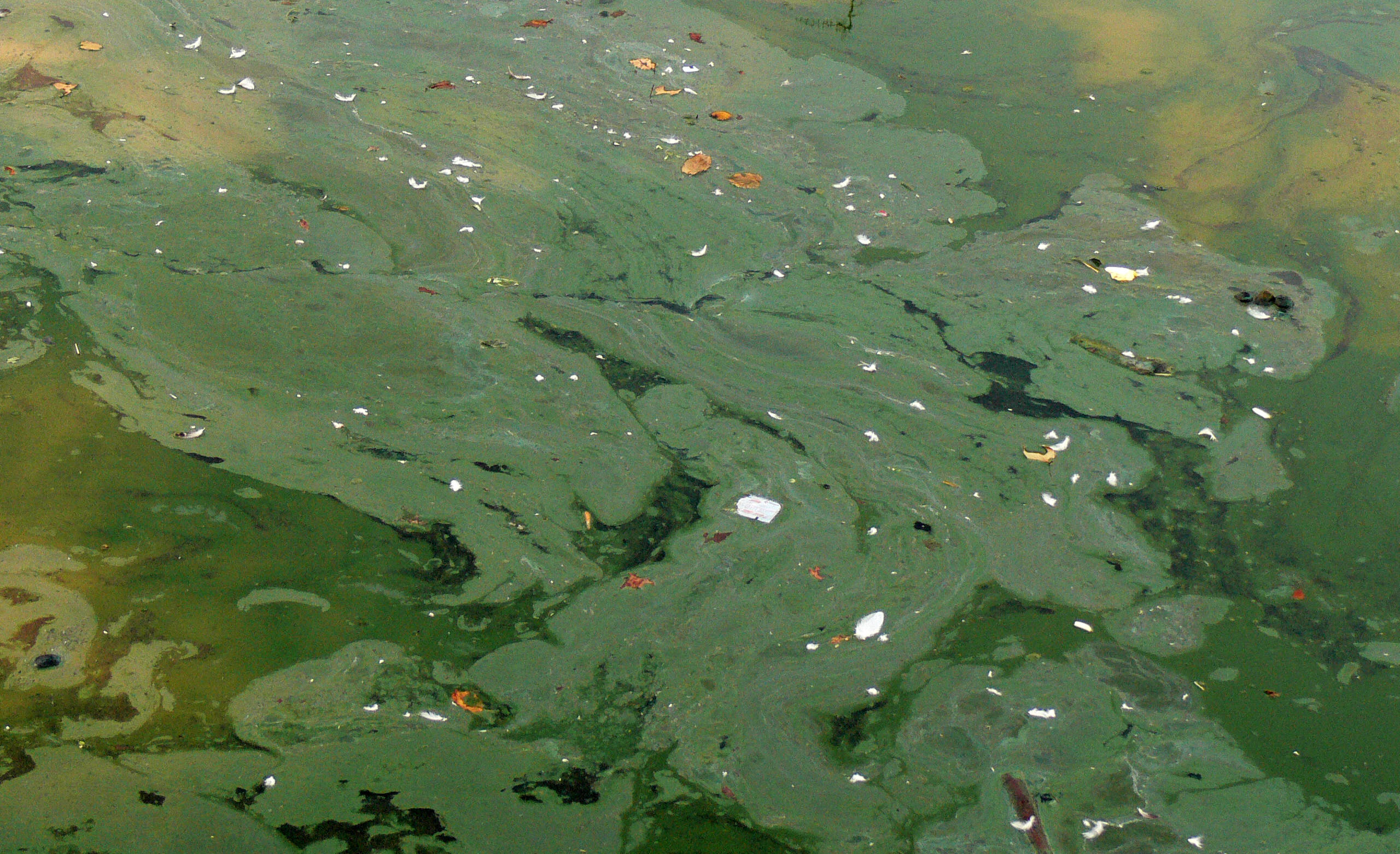 Close-up of a thick green cyanobacteria bloom floating on a calm water surface, with swirling patterns and small debris scattered across the algae