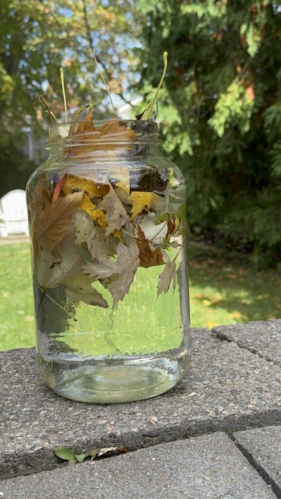 Leaves added Alt: Colorful autumn leaves sitting at the top of a water-filled jar.