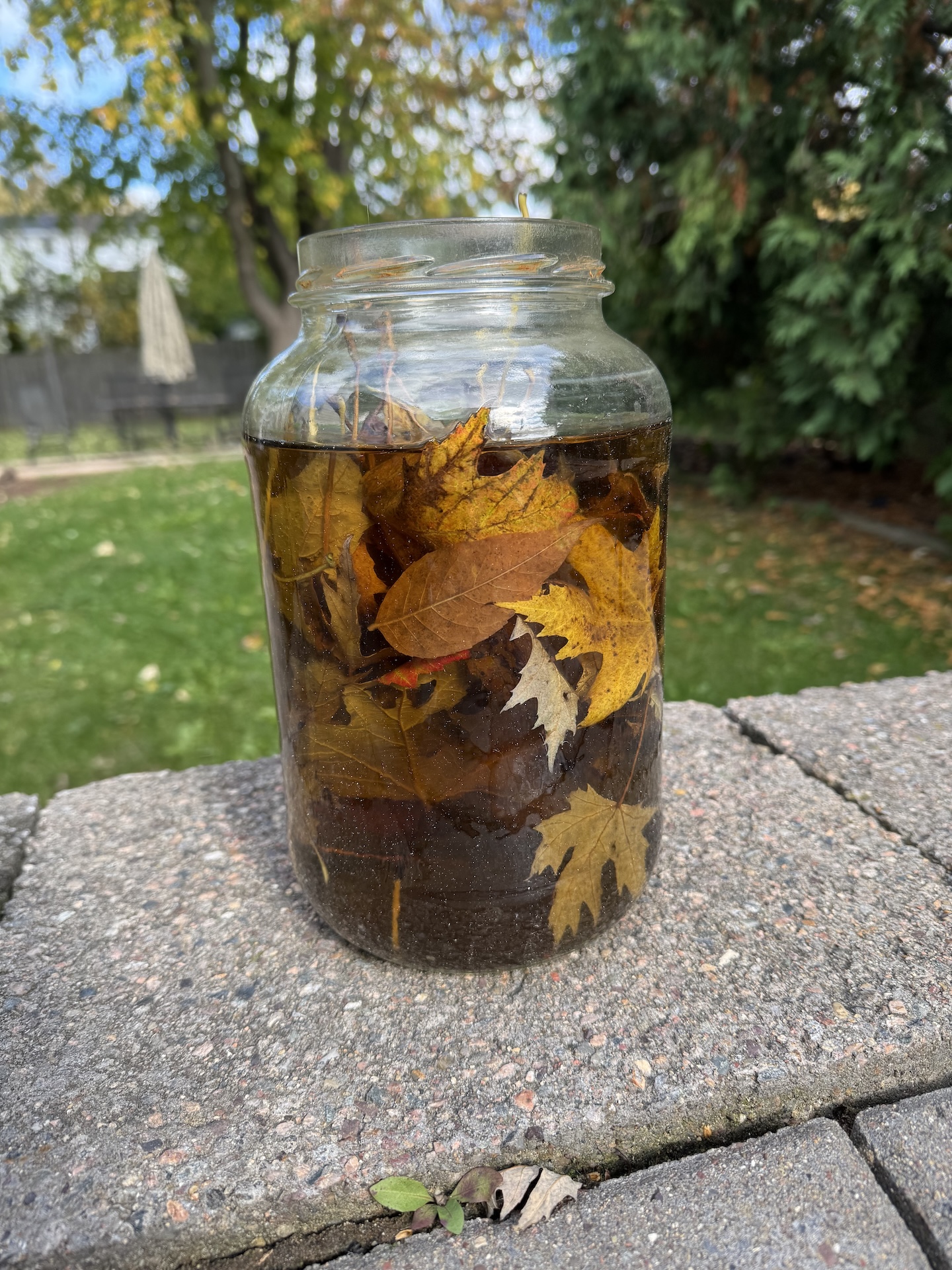Jar filled with soaked leaves in brown water, close up.