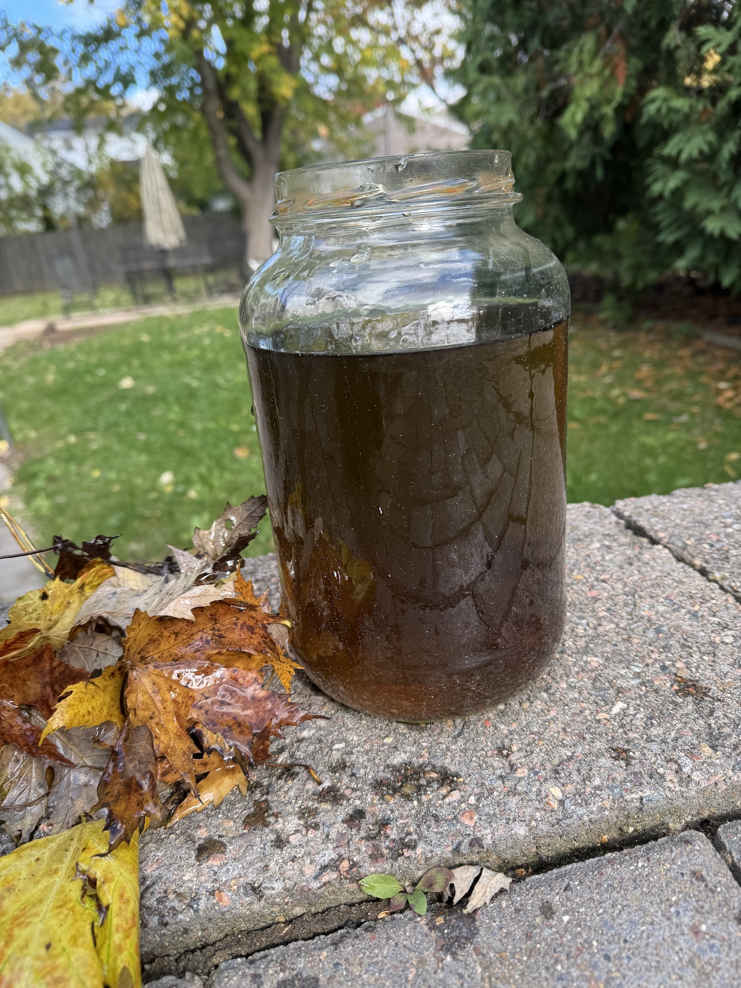 Jar of dark brown leaf-steeped water with wet leaves beside it.
