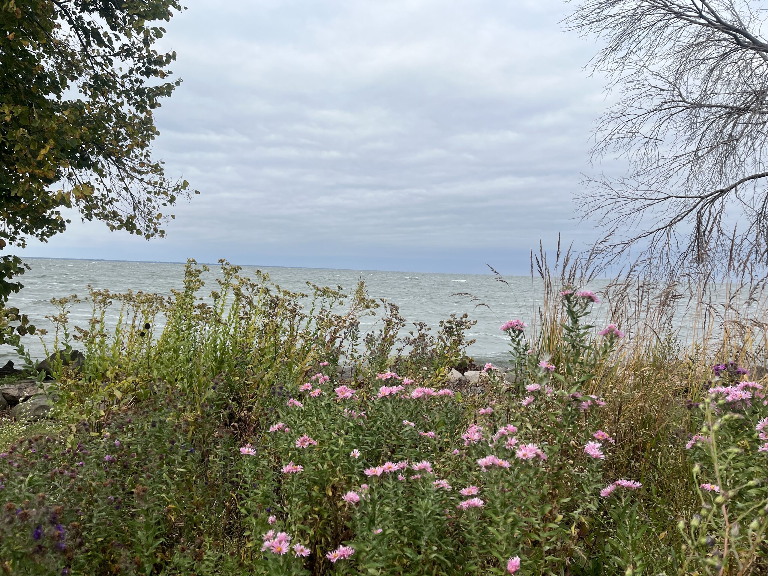 Native plants with lake winnebago in the background
