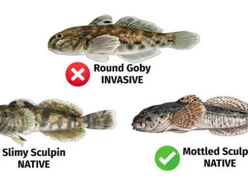 New Round Goby Emergency Rule In Effect On The Winnebago System